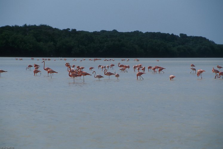 159a-14.jpg - flamingos bei der futtersuche